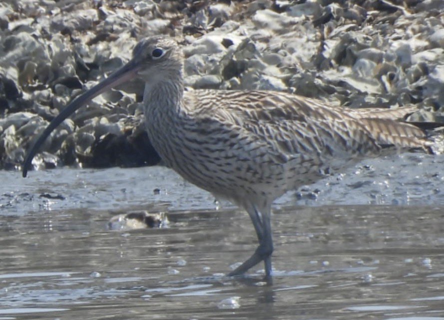 もりハピ♪ 鳥とグルメと tweet media