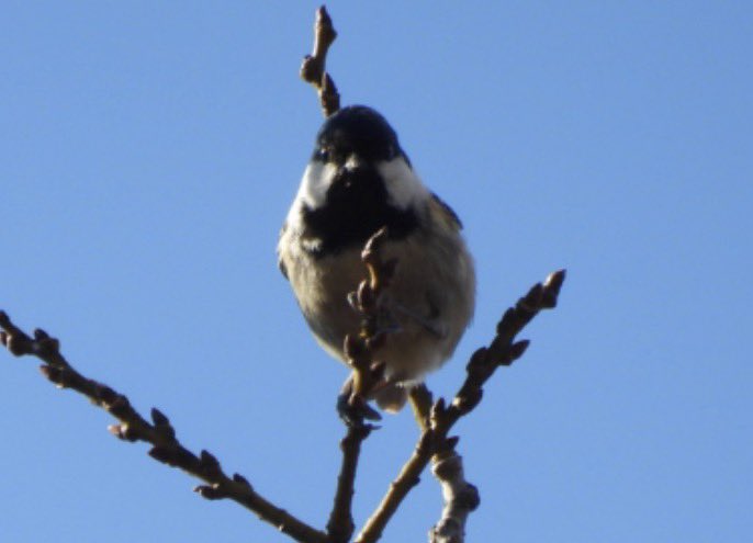 もりハピ♪ 鳥とグルメと tweet media