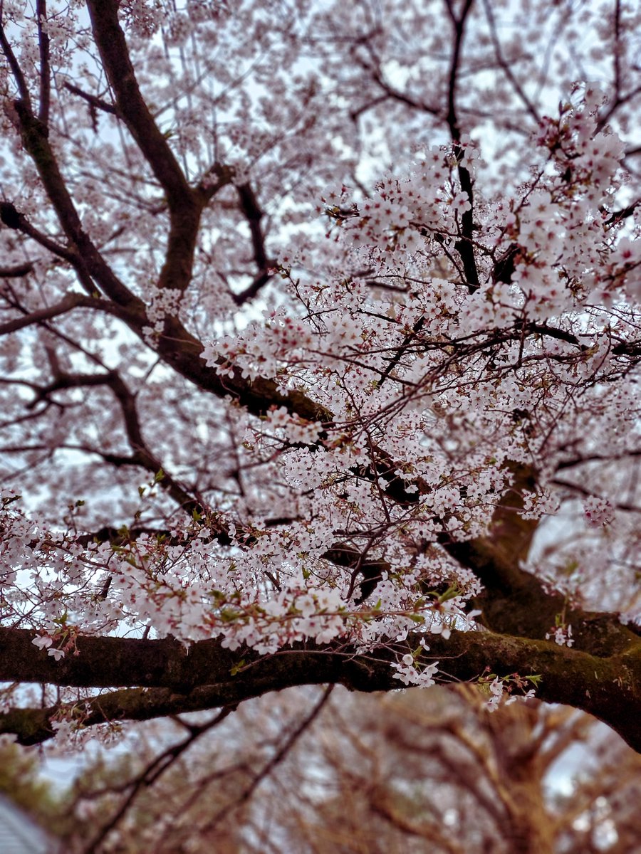 #くにたち
#国立
#大学通り
国立、大学通りの桜は、本当に本当にすばらしいんです。
こんな素敵な場所に職場があって、なんとありがたい事なのかしら。
今年もありがとう。