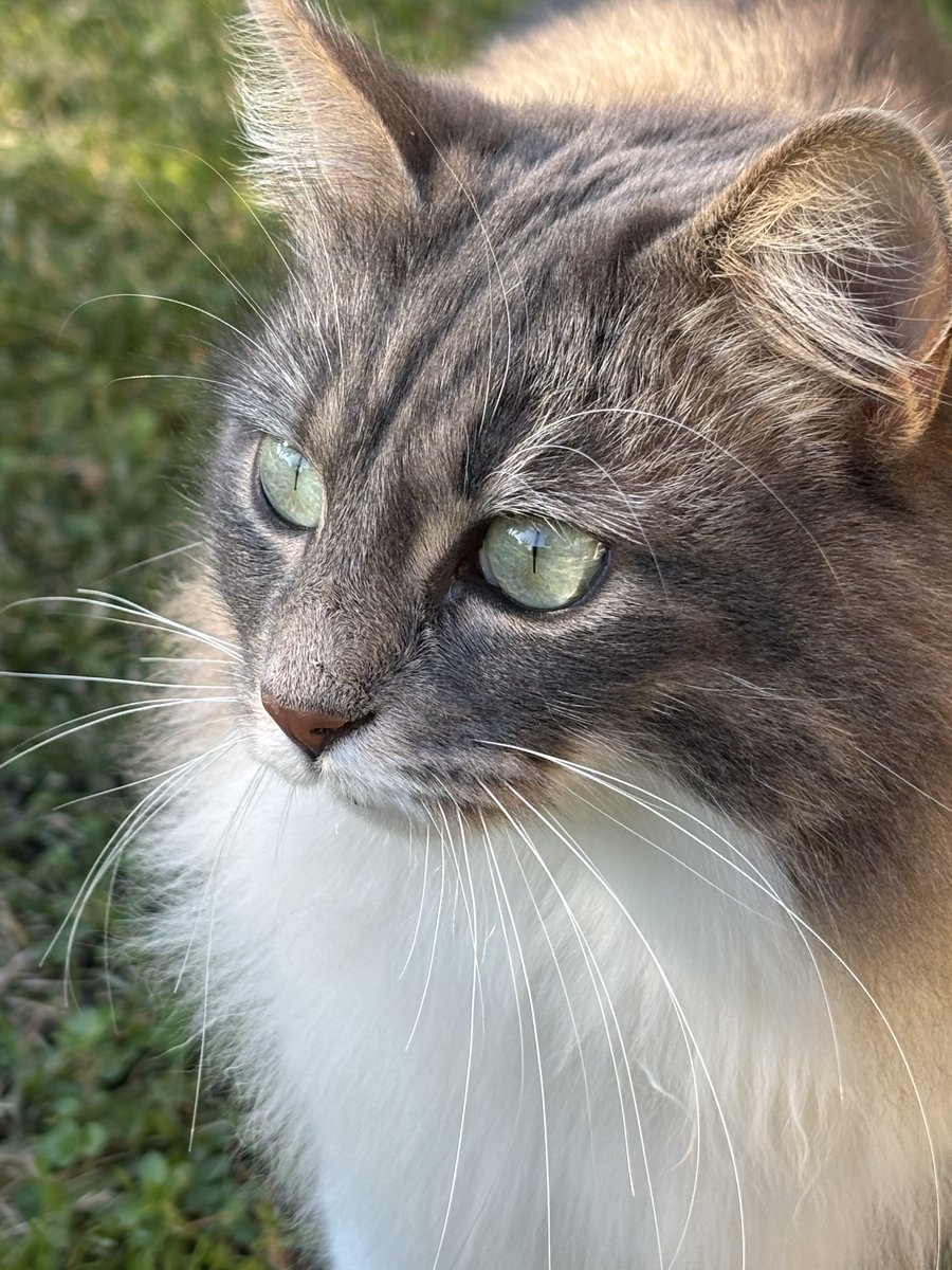 DiversaMente tweet media