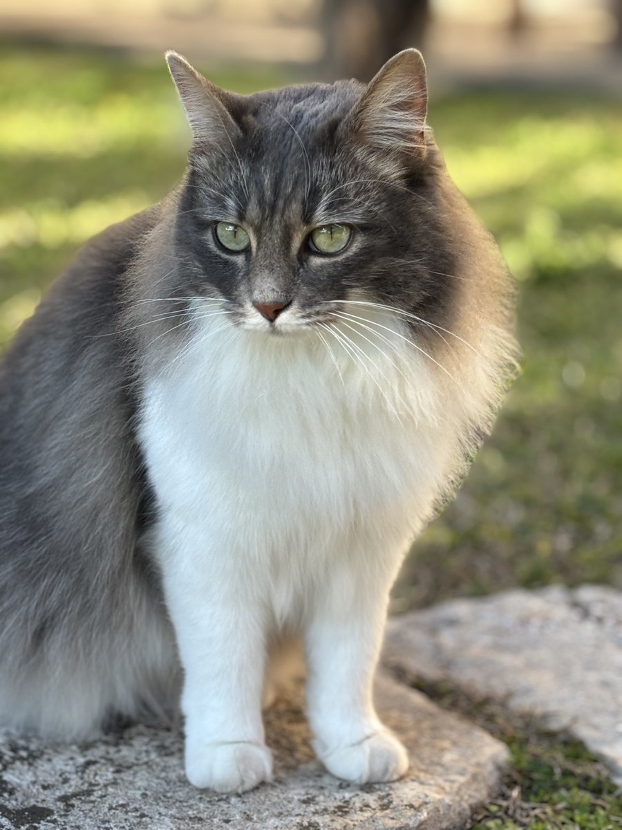 DiversaMente tweet media