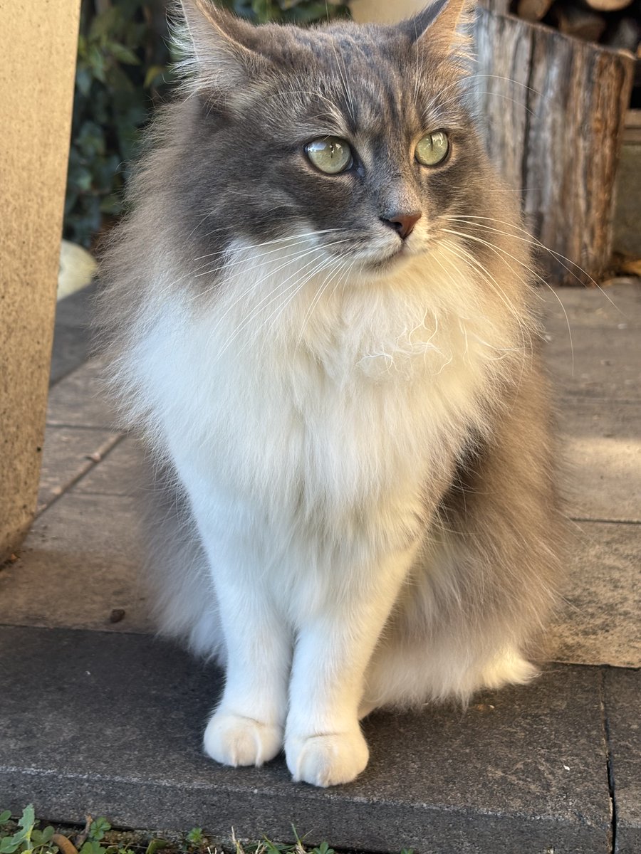 DiversaMente tweet media