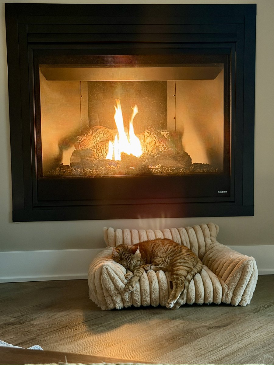 persnicketycat's tweet photo. @totomaru_hanmi Wilma staying warm by the fire https://t.co/zOUtOf889V