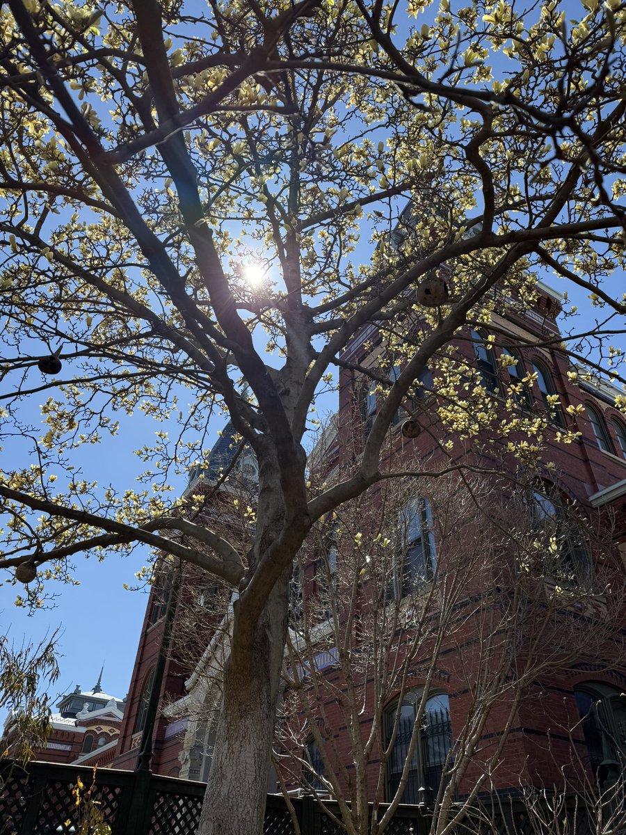 WDCGardener's tweet photo. What trees do you covet? I have always wanted a Magnoliaโ โButterfliesโ but until I get my own I will enjoy visiting this one at the @SIGardens Ripley Garden. #gardendc #dmv #trees #floweringtrees https://t.co/zKc3kpwSEa