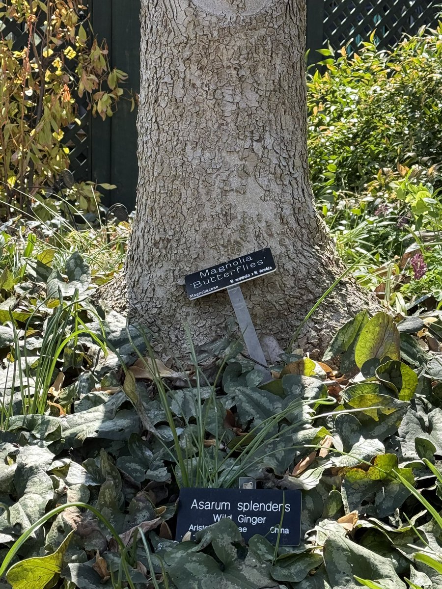 WDCGardener's tweet photo. What trees do you covet? I have always wanted a Magnoliaโ โButterfliesโ but until I get my own I will enjoy visiting this one at the @SIGardens Ripley Garden. #gardendc #dmv #trees #floweringtrees https://t.co/zKc3kpwSEa