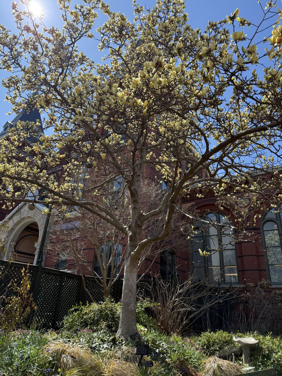 WDCGardener's tweet photo. What trees do you covet? I have always wanted a Magnoliaโ โButterfliesโ but until I get my own I will enjoy visiting this one at the @SIGardens Ripley Garden. #gardendc #dmv #trees #floweringtrees https://t.co/zKc3kpwSEa