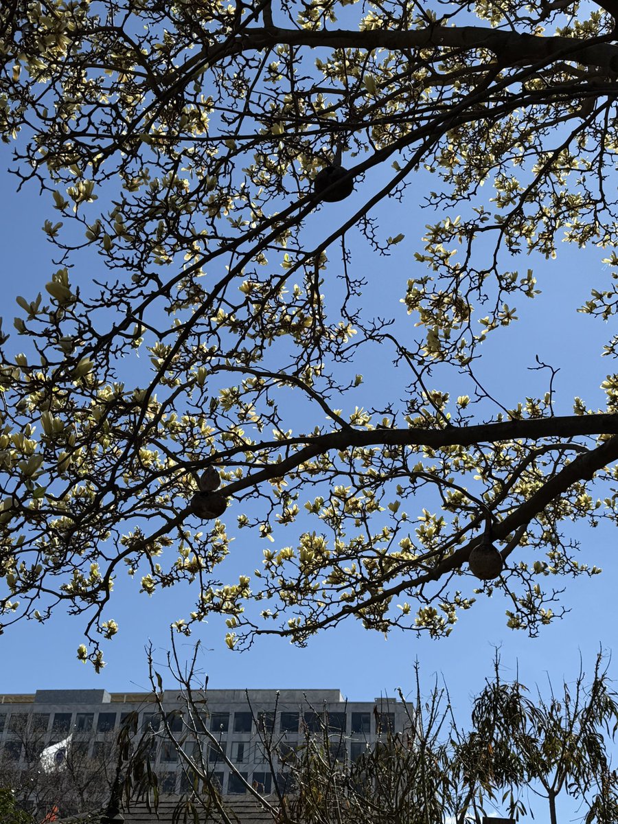 WDCGardener's tweet photo. What trees do you covet? I have always wanted a Magnoliaโ โButterfliesโ but until I get my own I will enjoy visiting this one at the @SIGardens Ripley Garden. #gardendc #dmv #trees #floweringtrees https://t.co/zKc3kpwSEa