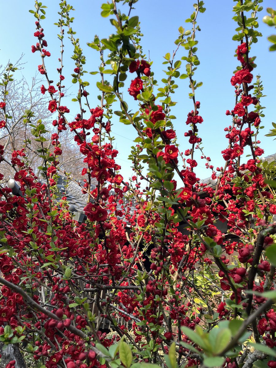 チシャ猫 tweet media