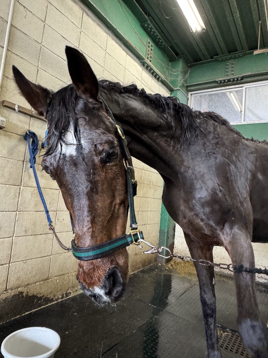 AKAcassius（カヤwithカシアス） tweet media