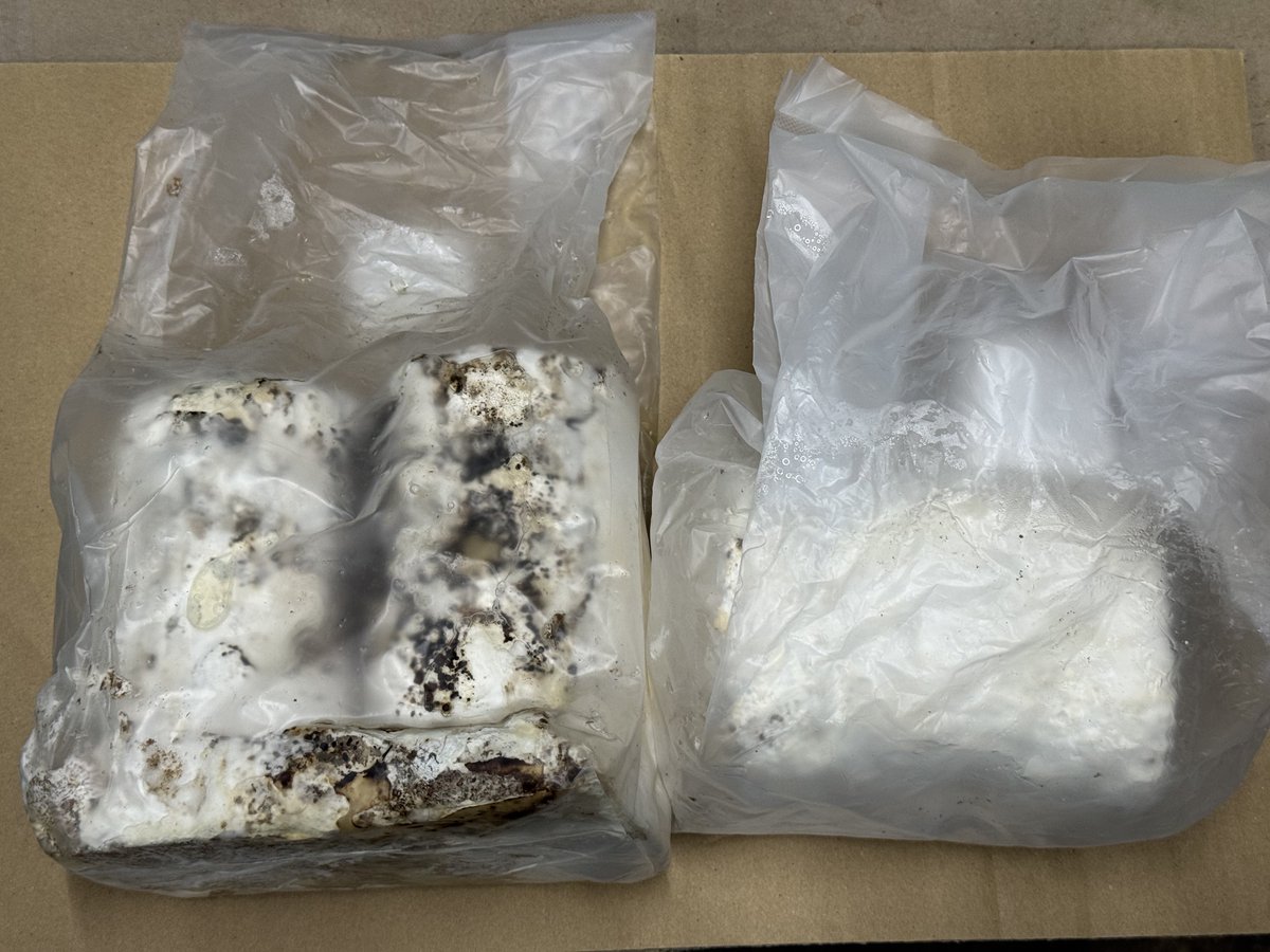 世界の昆虫ショップ ディナスティス tweet media