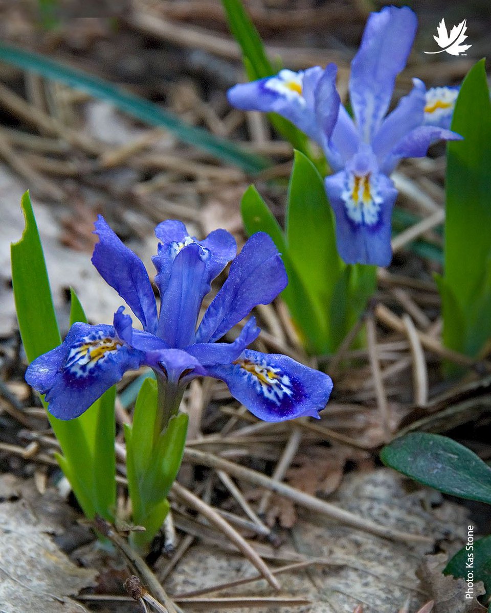 NatureConservancy.ca | Conservationdelanature.ca tweet media