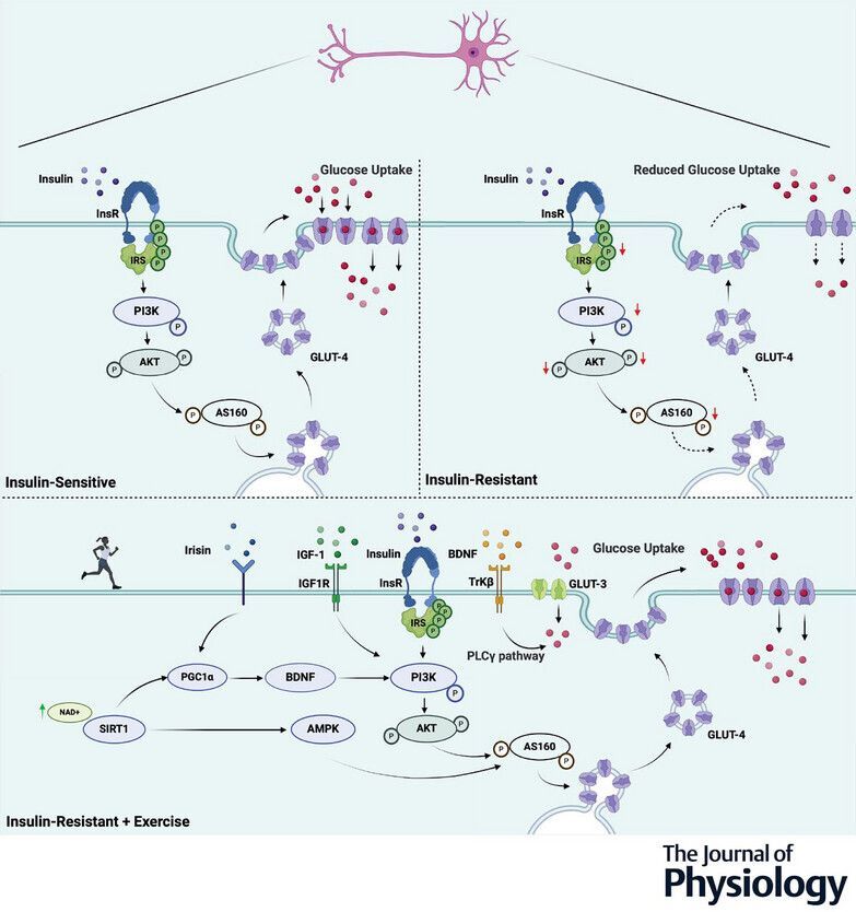 JPhysiol's tweet image. Ishitha Reddy &amp;amp; Chinmoy Sankar Dey (@iitdelhi) examine #exercise-induced signalling in alleviating neuronal #insulin resistance 🔬 🏃‍♀️‍➡️ 

🔗 Read the #TopicalReview: buff.ly/raUWy76