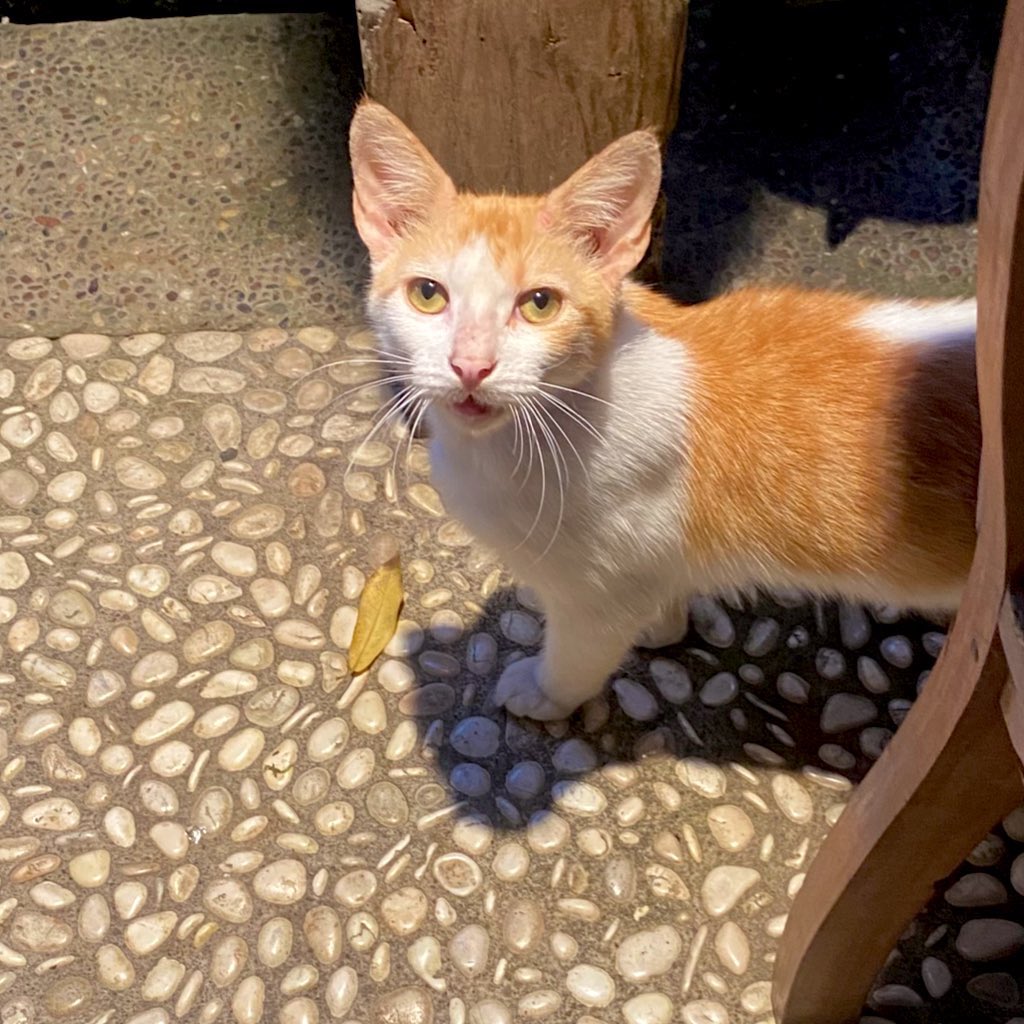 M. 梅丽 𐙚 tweet media