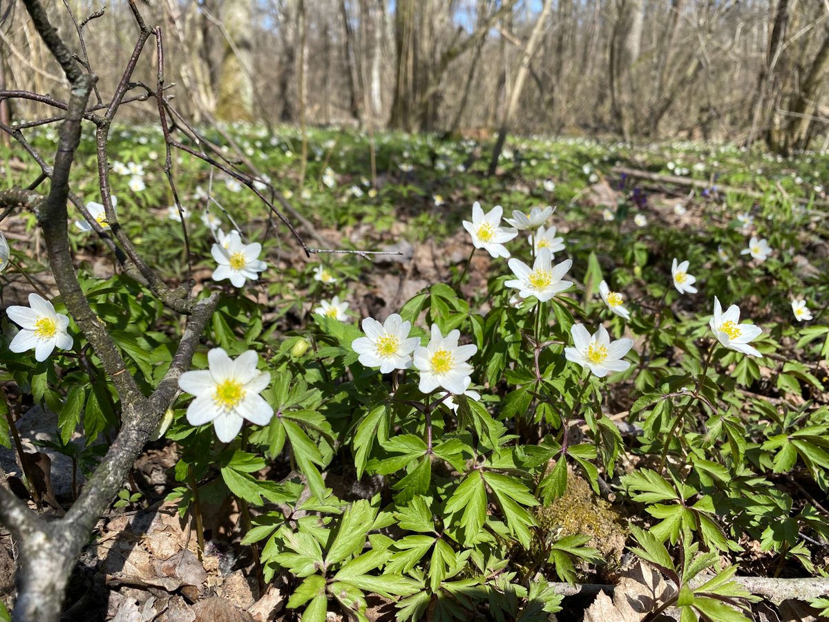 Forest Preserves tweet media