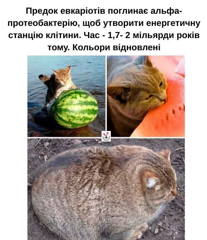 Dovkolabotanika vulgaris tweet media