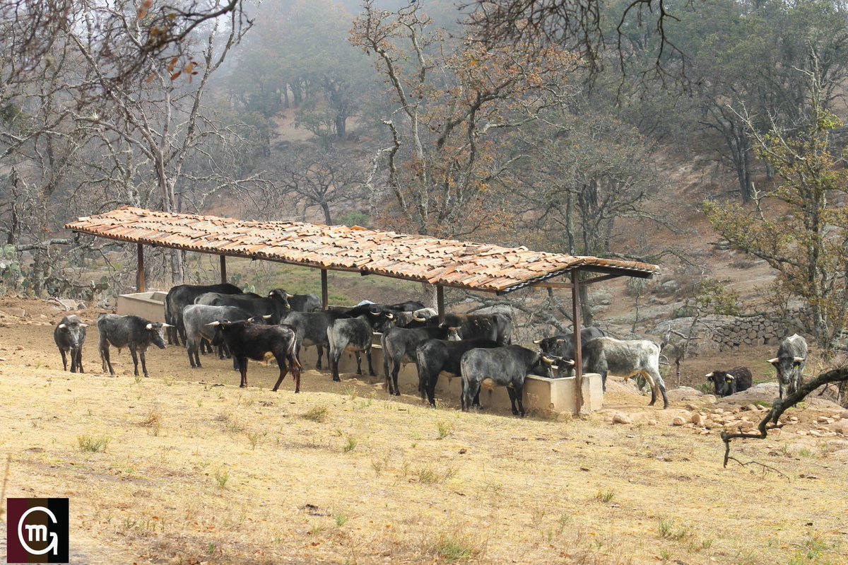 Ganadería El Batán tweet media