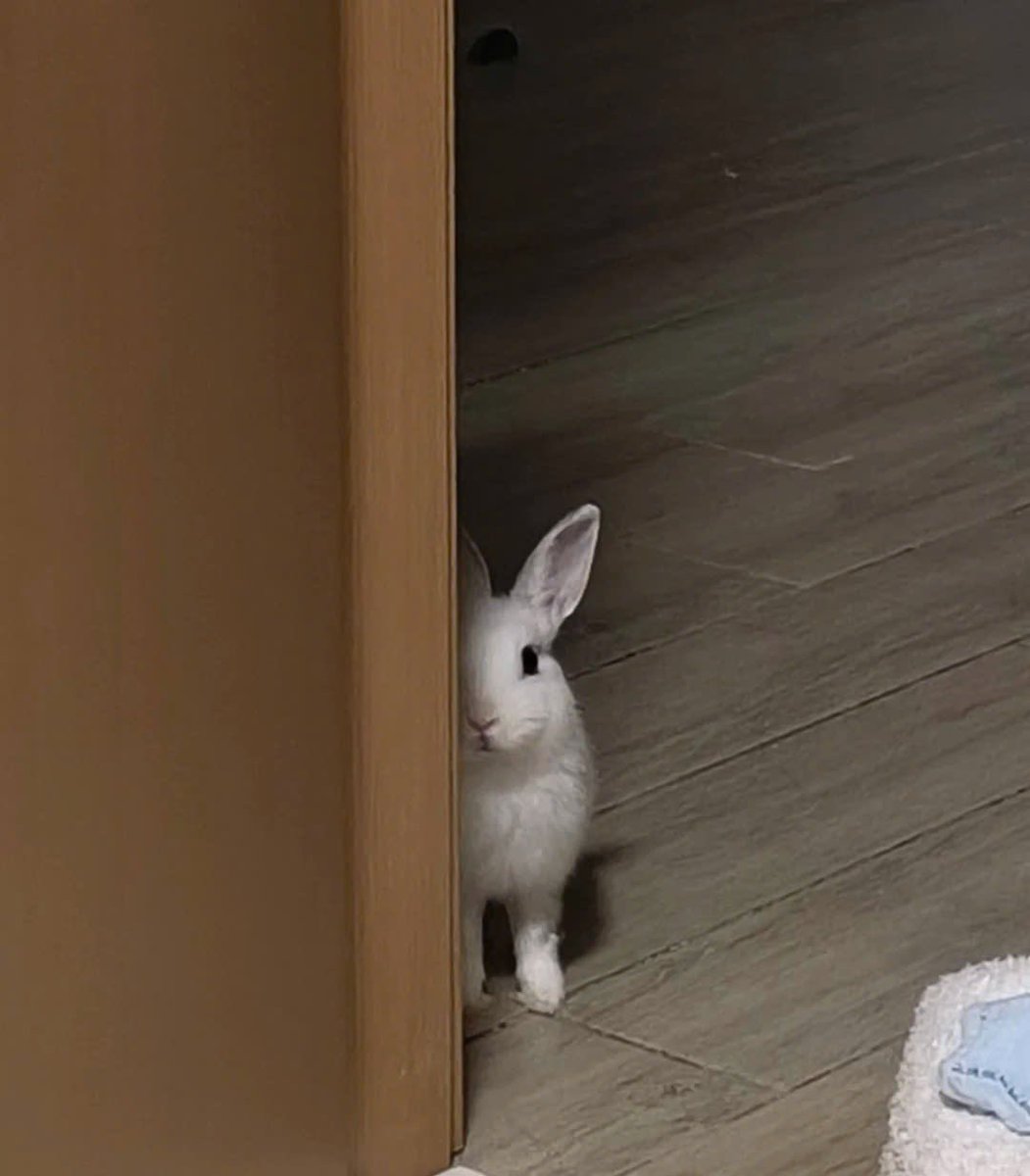 Why you should have a rabbit tweet media