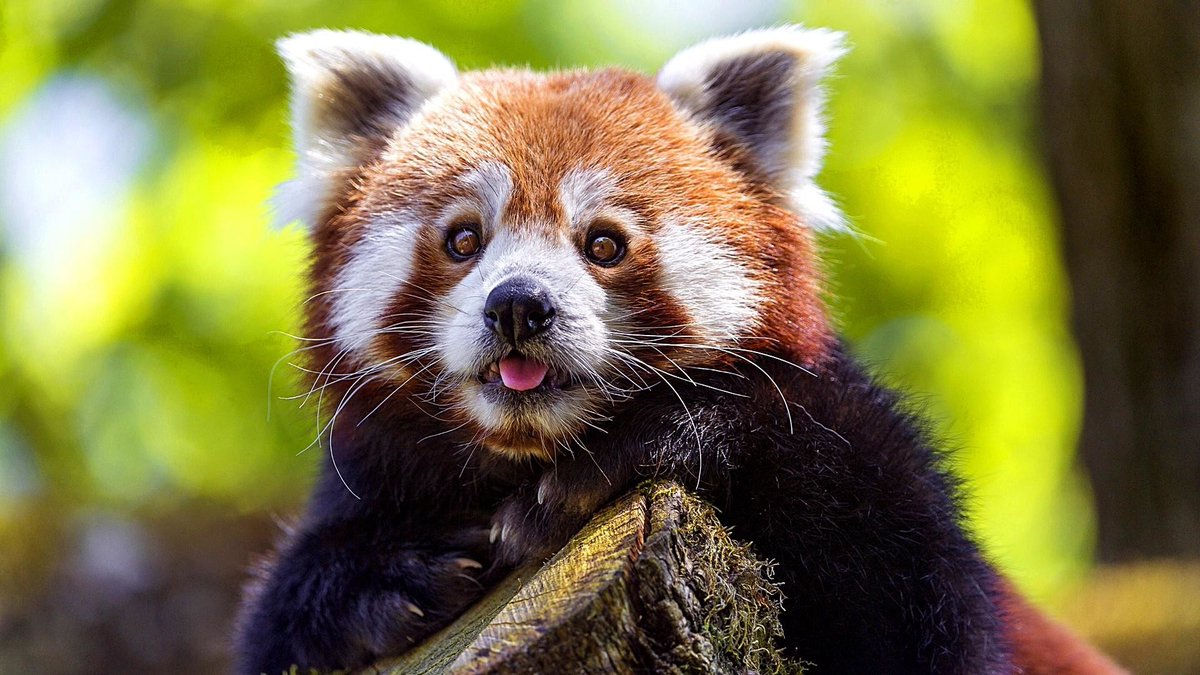 Red Panda Every Hour! tweet media