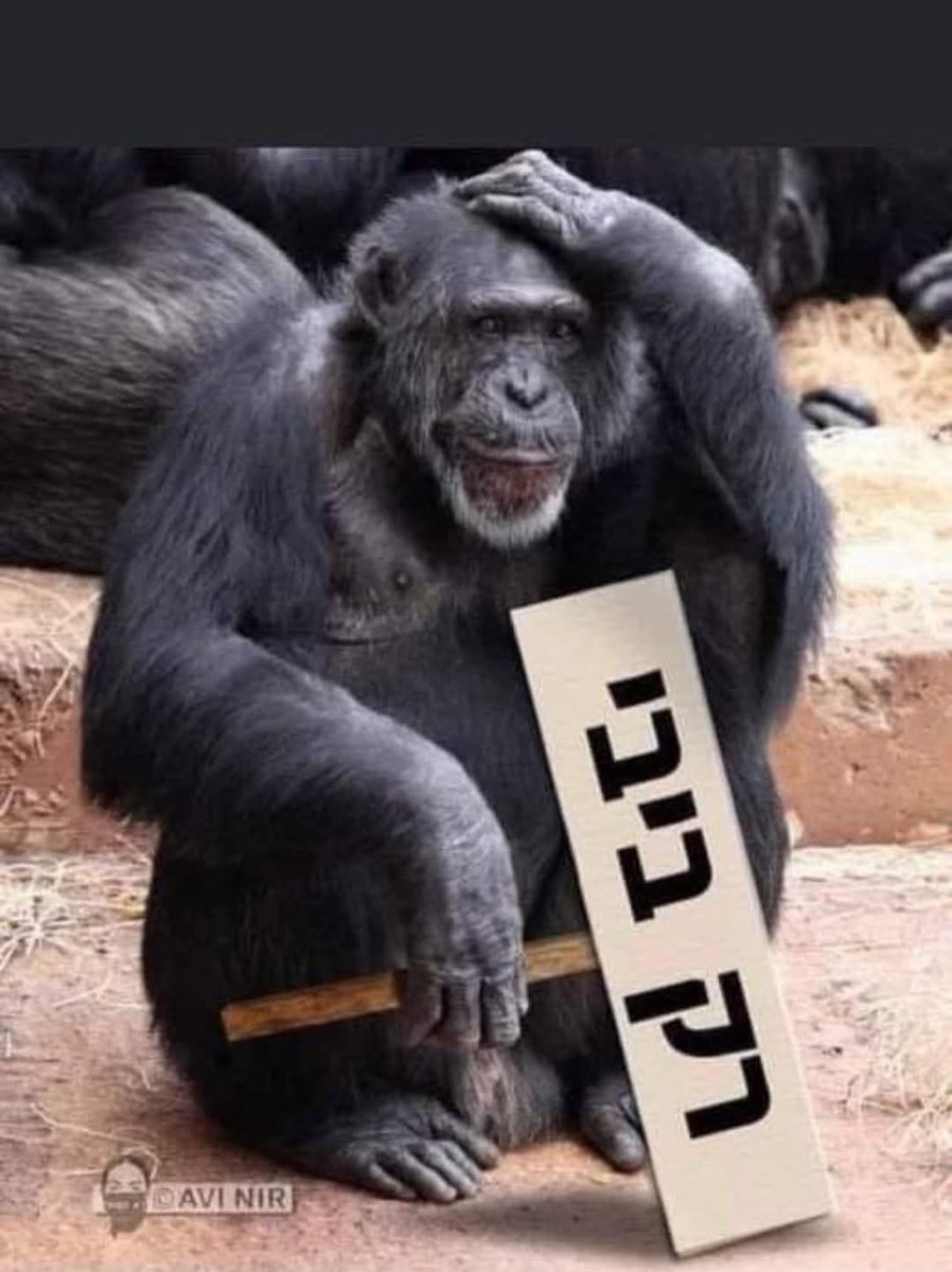 זאביק tweet media