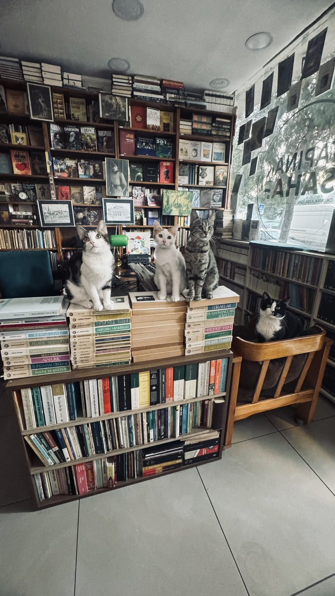 Tapınak Sahaf tweet media