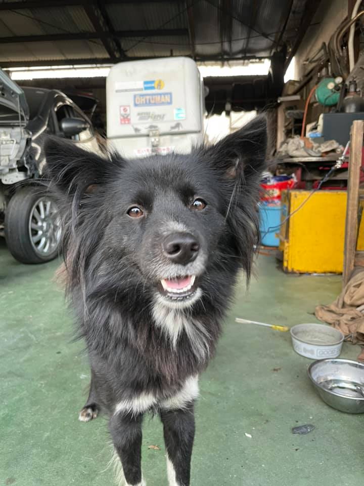 認証大津自動車整備工場 Dylan Hughes129 TEAM tweet media