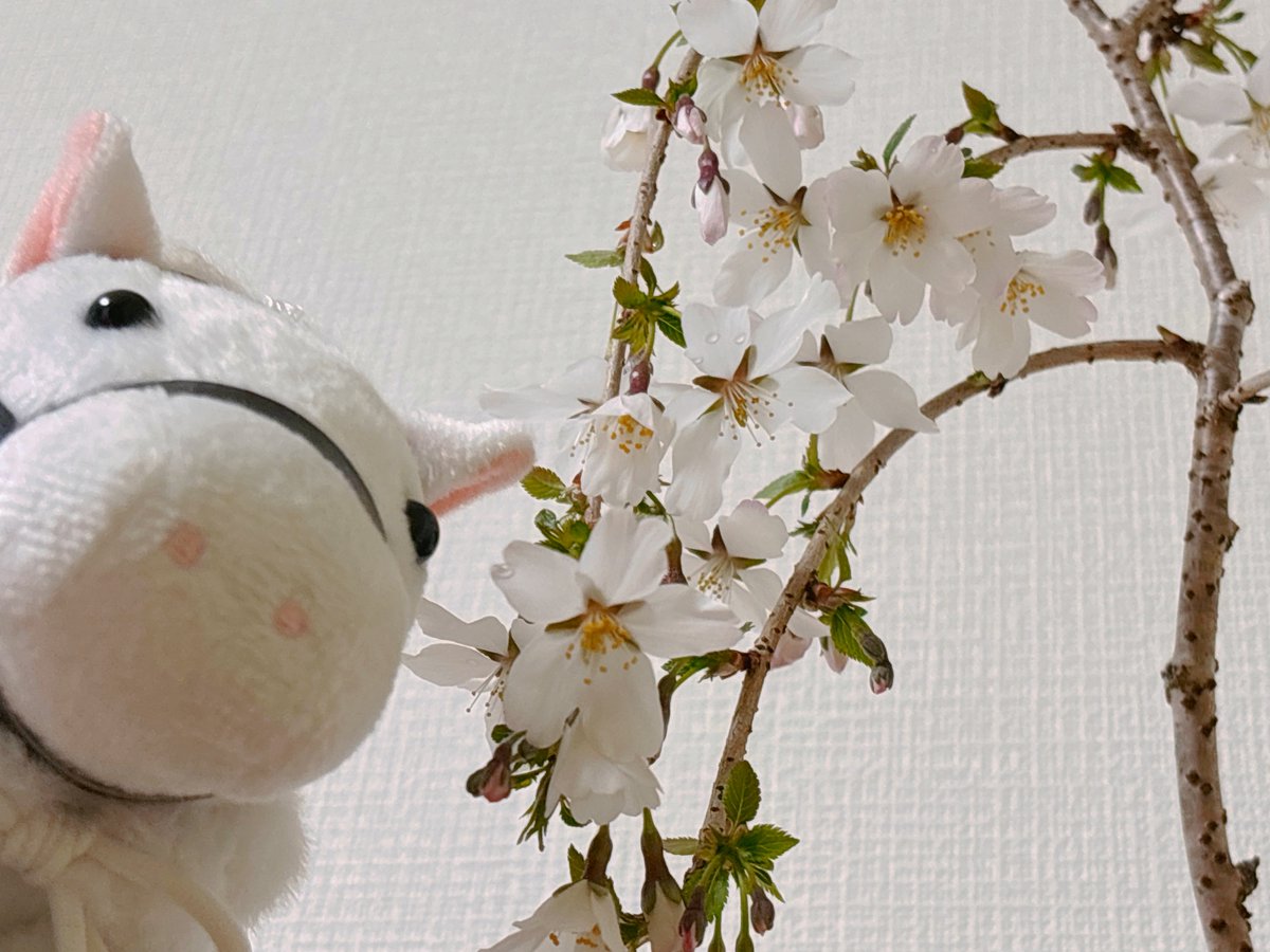 ラピス tweet media