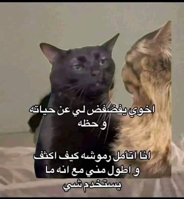 انس ماغيره tweet media