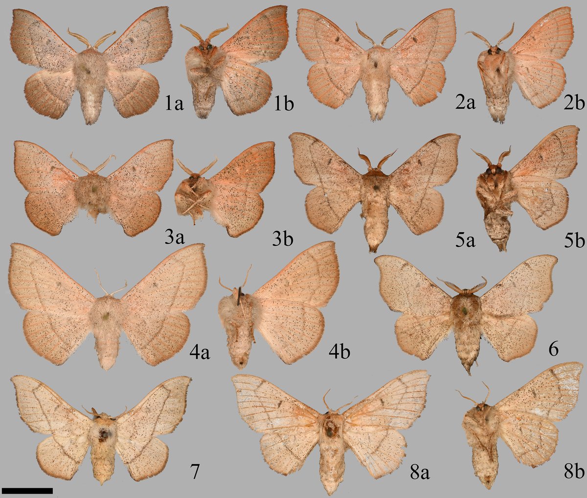 ZooKeys_Journal's tweet image. A rare new species of #moth has been discovered - 𝘊𝘪𝘤𝘪𝘯𝘯𝘶𝘴 𝘢𝘭𝘣𝘢𝘳𝘦𝘯𝘪𝘤𝘰𝘭𝘶𝘴 - which lives only in the fragile scrub #habitats of Florida and hasn't been seen in most of its historical range since the 1960s. 🦋 

Read the full study: doi.org/10.3897/zookey…