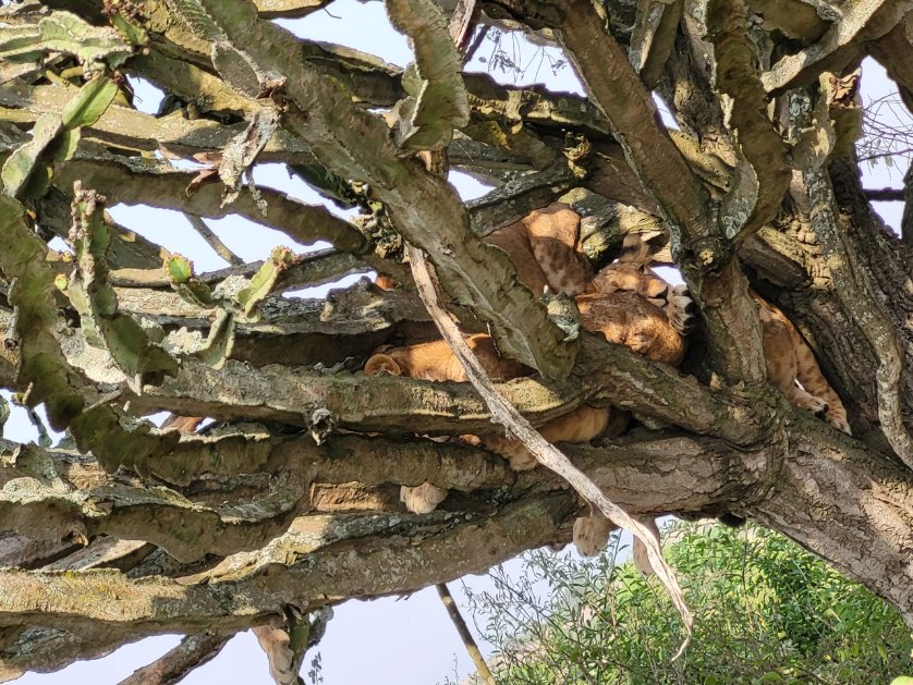 Standard Safaris tweet media