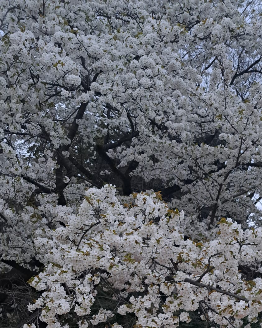 ガマワン・マスカー -Maskar- tweet media