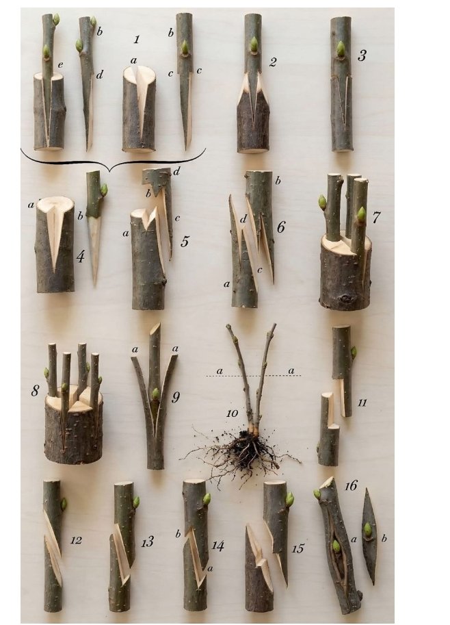 Iradukunda1650's tweet image. 🚨Try these steps for sweet fruit upgrades in orchard farms:
1. Choose healthy rootstock &amp;amp; scion with buds.
2. Make matching cuts (cleft or side).
3. Join &amp;amp; wrap firmly.
4. Keep moist &amp;amp; shaded till union forms.#Grafting #FruitBoost #FarmLife 
For more follow me