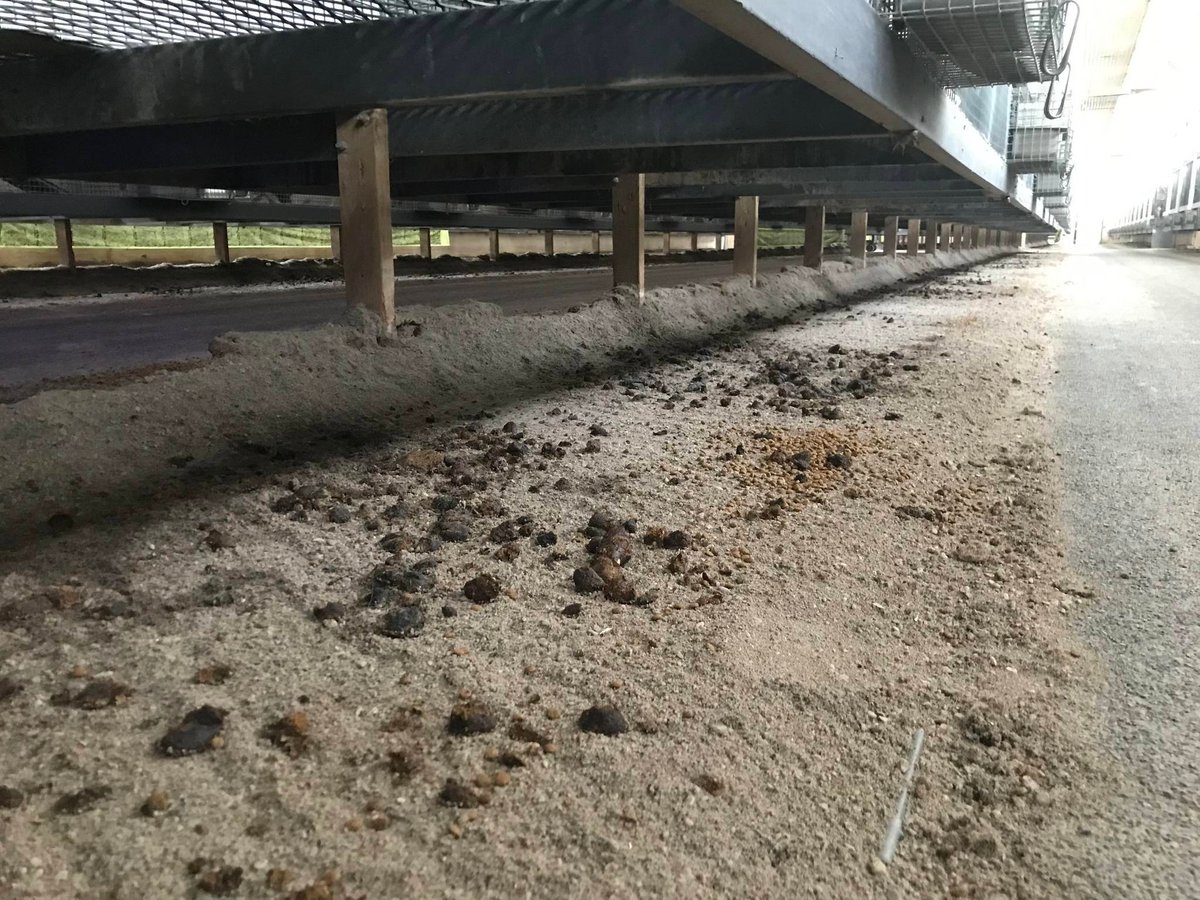 Beagle Lovers And Rescuers Inc. tweet media