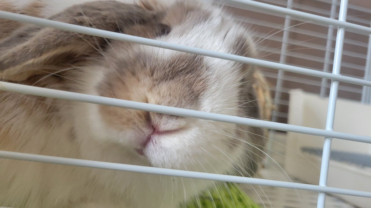 うさぎのまひろ🐰 tweet media