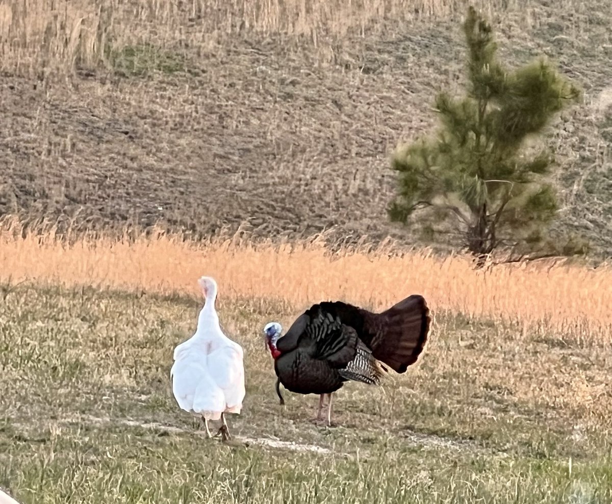 Steve Olivas tweet media