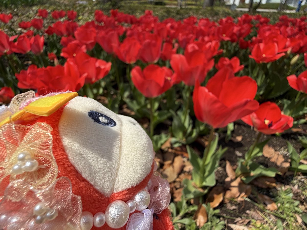 きゅん tweet media