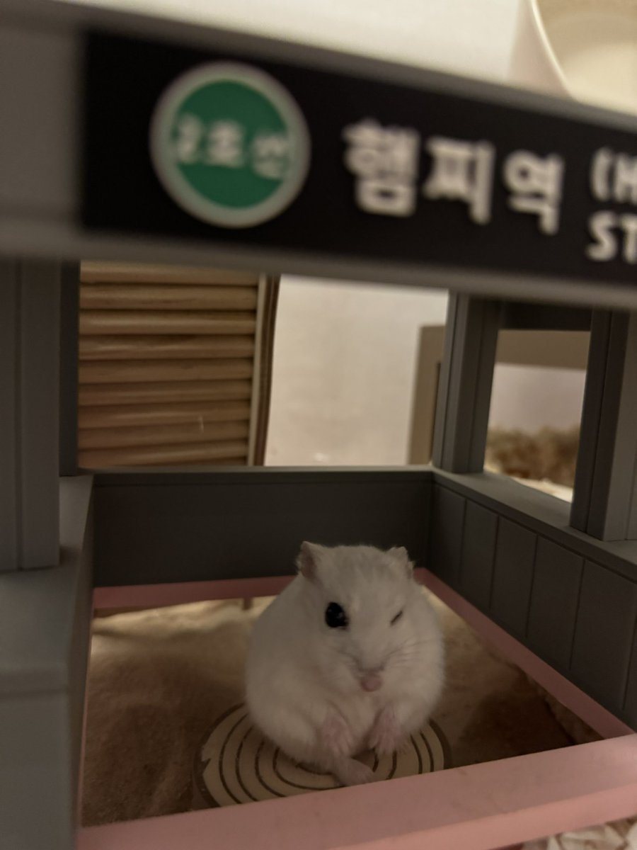 머랭크림쿠키 tweet media