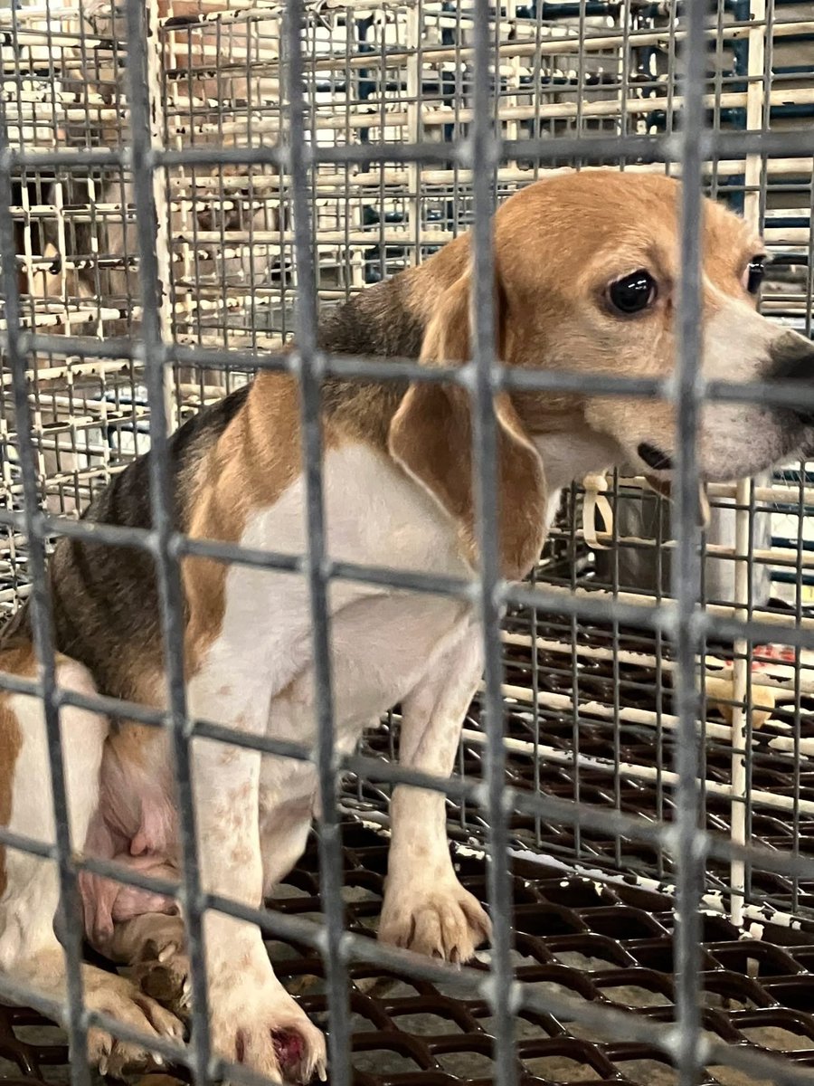 Beagle Lovers And Rescuers Inc. tweet media