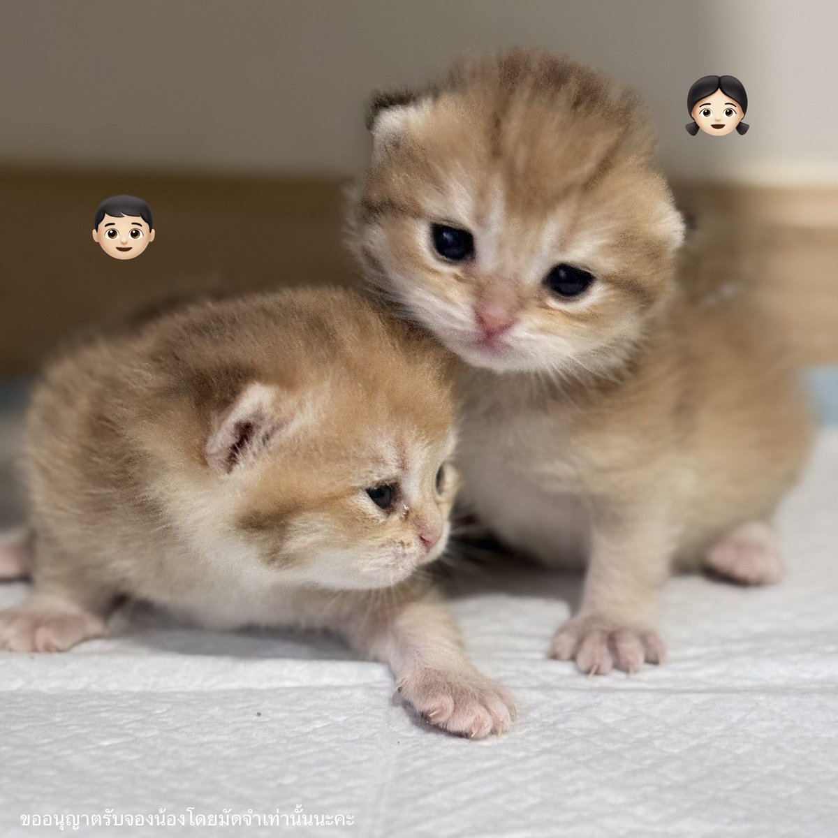 halmoni_cat's tweet photo. 🍞 รับเจ้าก้อนไหนดีคะ ? อบใหม่ๆออกจากเตาเลยค่ะ หนานุ่มฟูสุดๆ😍 จุ๊บน้องตอนนี้ค่าเทอมพิเศษมากก 💕 #MaisonMargielaFW26 #FinelinexJimmySea #SIA2026xTLE_mtm #โทโร่อาหารแมวของคนเจนใหม่ #อาหารแมว #แมวหาบ้าน #สก๊อตติชโฟล์ด #อวดแมว https://t.co/JmDG51Set8