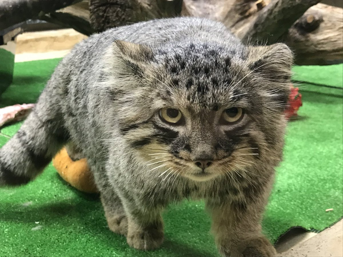 mitaka_doooon's tweet photo. 本日のマヌルネコです🐱

海外にもこの可愛さ届いてほしいな✨

#マヌルネコ #エル 
#那須どうぶつ王国 https://t.co/ukMxXTnTHH