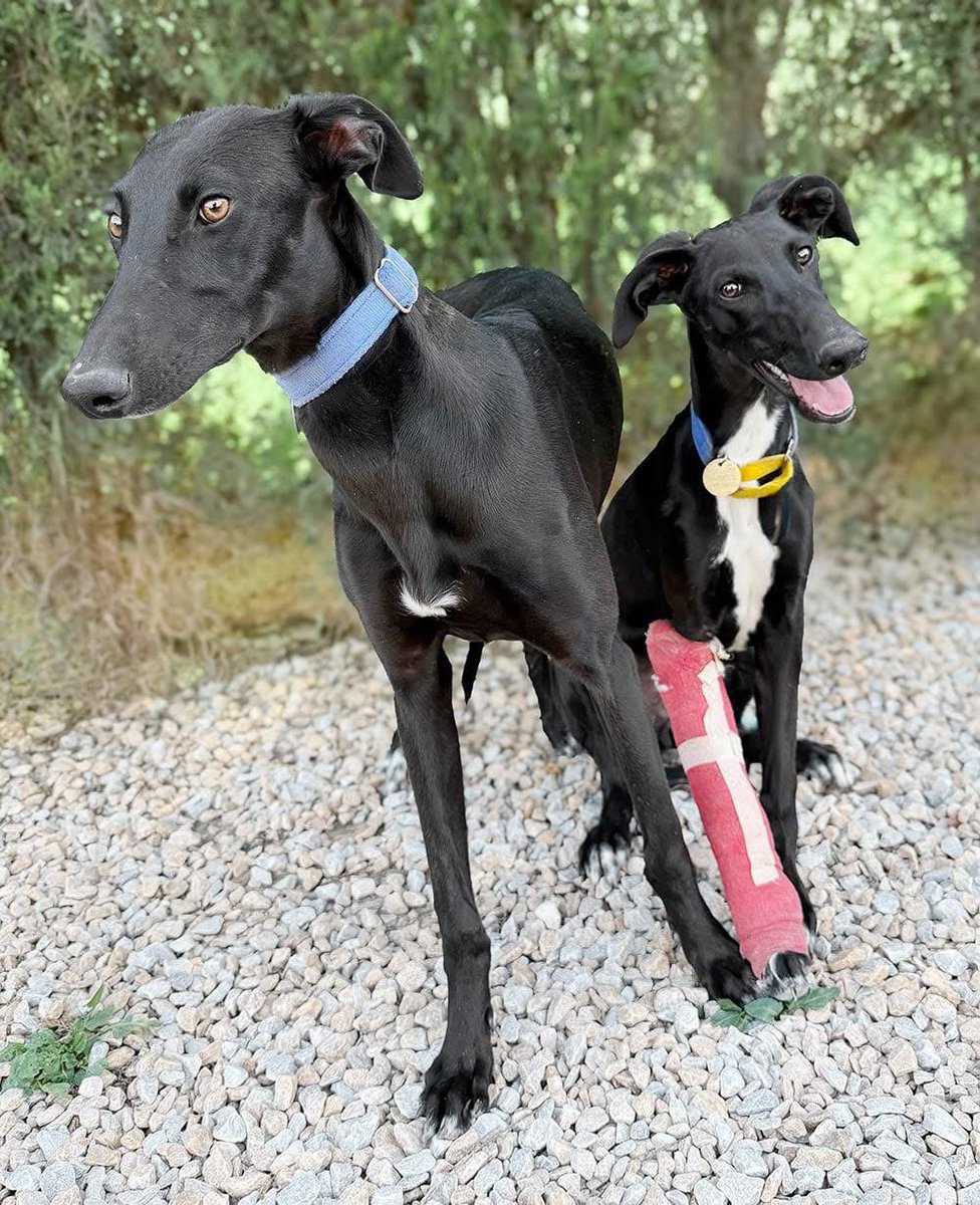 Galgos del Sol tweet media