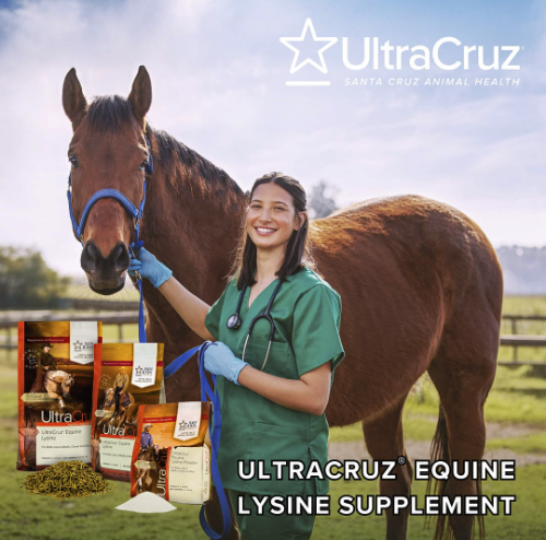 𝑼𝒍𝒕𝒓𝒂𝑪𝒓𝒖𝒛® 𝑬𝒒𝒖𝒊𝒏𝒆 𝑳𝒚𝒔𝒊𝒏𝒆 𝑺𝒖𝒑𝒑𝒍𝒆𝒎𝒆𝒏𝒕
Wanted specifically L-Lysine to add a little extra. Very affordable &amp; none of my picky eaters have refused it. - Becky
 
🐴Essential amino acid supplement to support growth and development. 

#UltraCruz #Equine