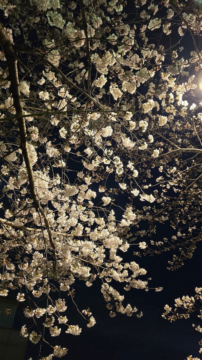 ohchusan's tweet photo. 벚꽃은 밤이 지나도록
봄처녀가 입을 옷감을
짜고있었습니다.
좋은 꿈 꾸기를... https://t.co/zD64PvAYaz