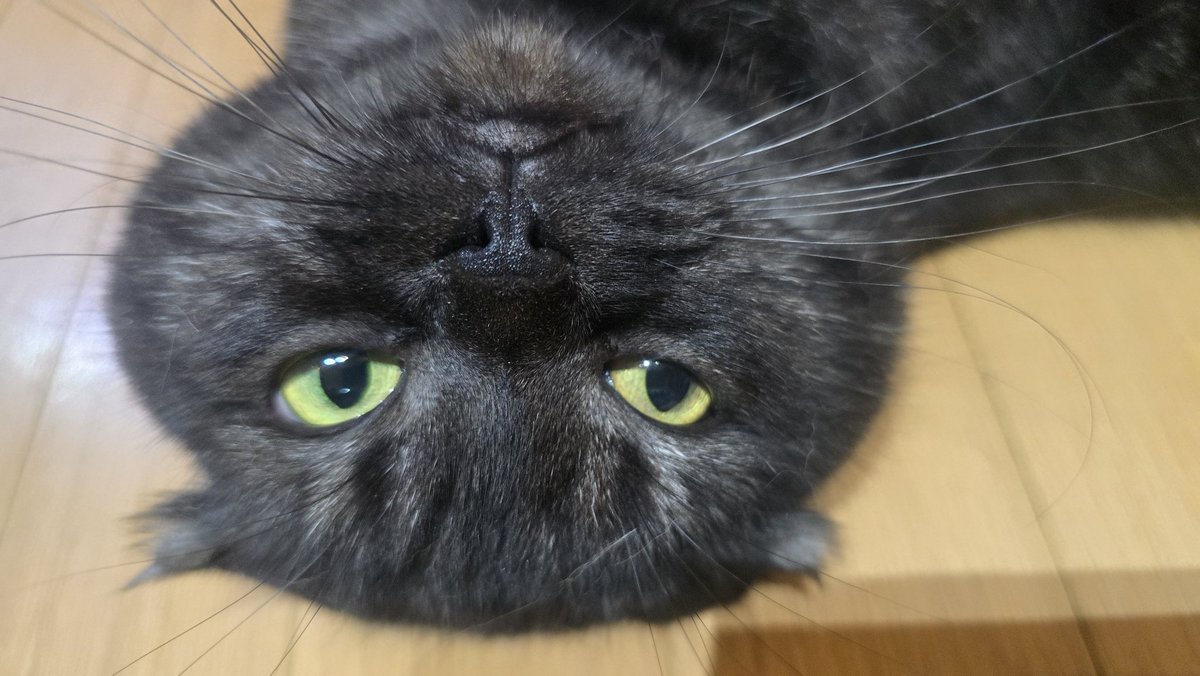 あまやどり tweet media