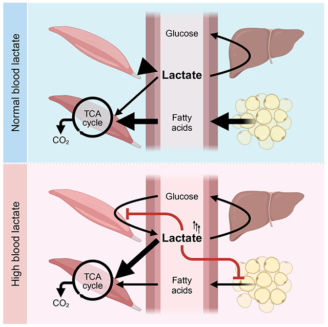 1/2 Lactate regulates metabolism by targeting glycolysis and the TCA cycle. What would be the role of exogenous lactate in this regulation?

This paper can bring us some important conclusions. (see next post).

cell.com/cell-metabolis…