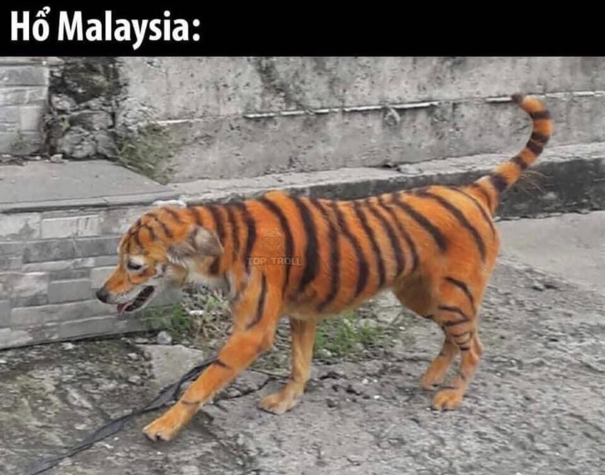 kris/jackie/趙山光復 🇻🇳 tweet media