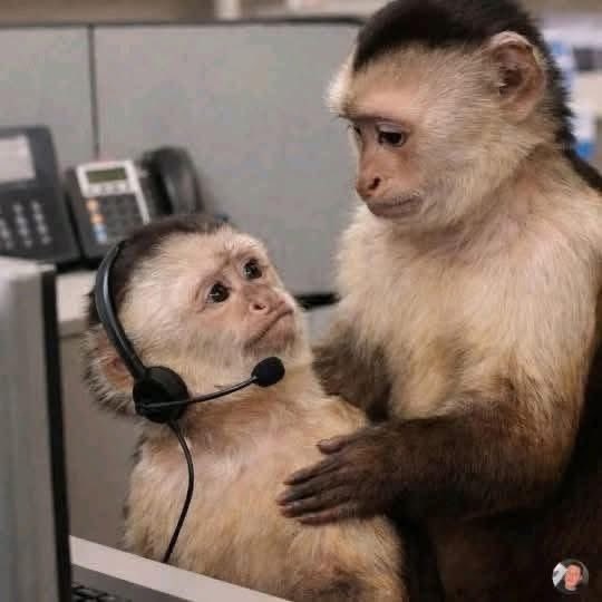 Macliper S.A🇿🇦 tweet media