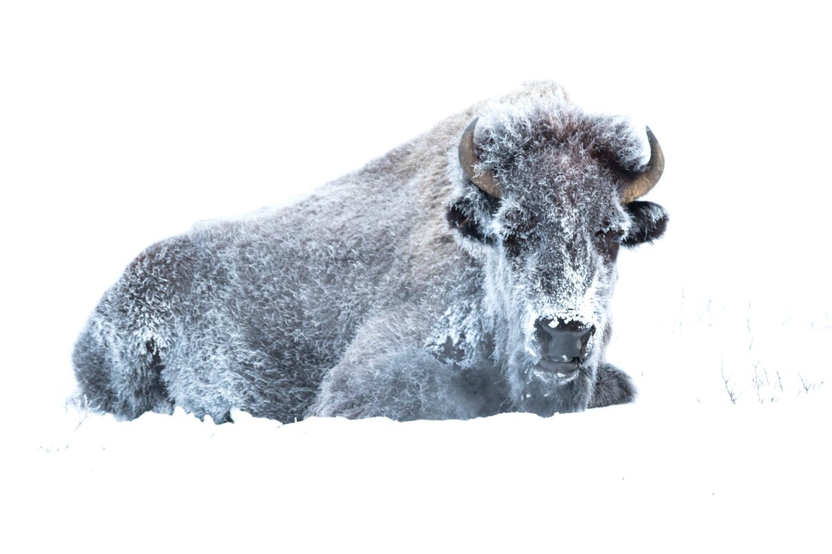 BuffaloRon tweet media