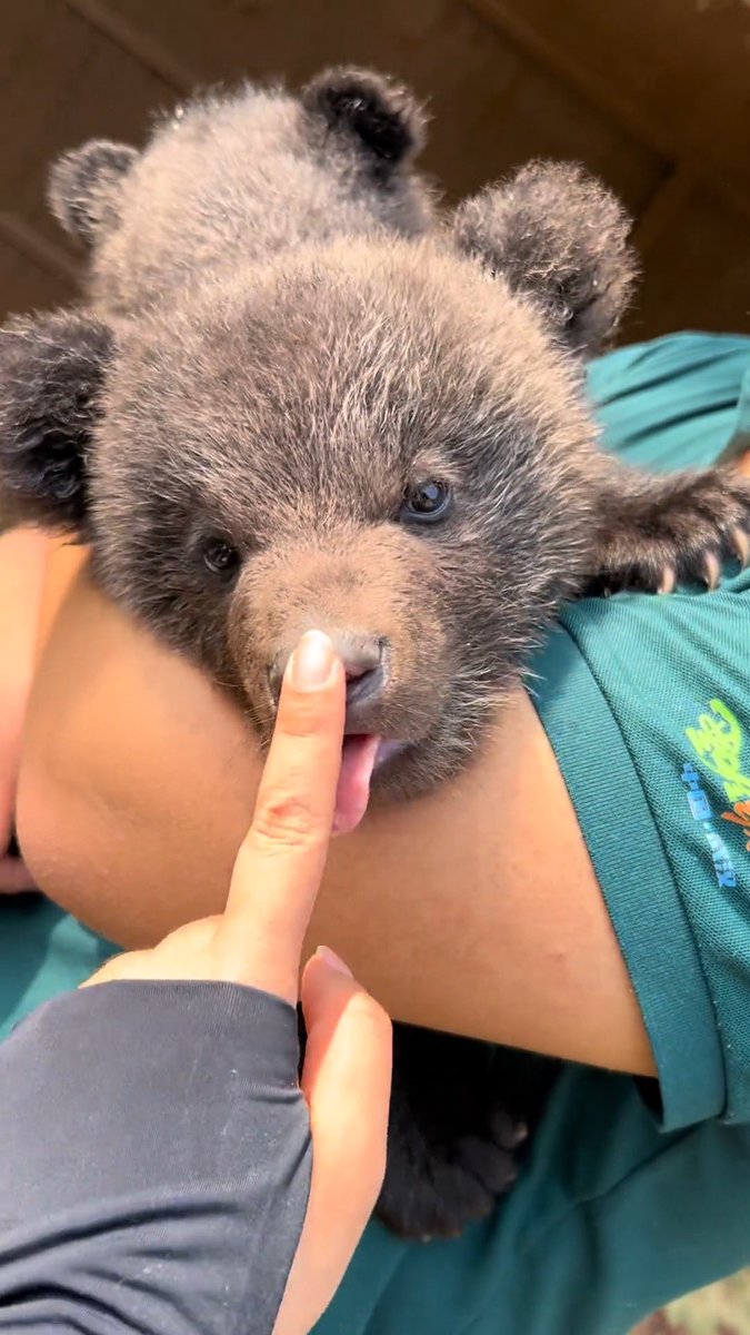 永月弥生 tweet media