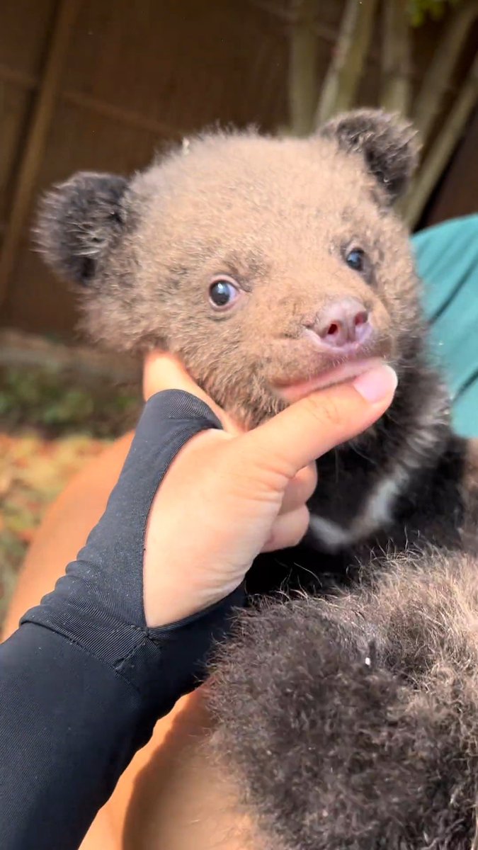 永月弥生 tweet media