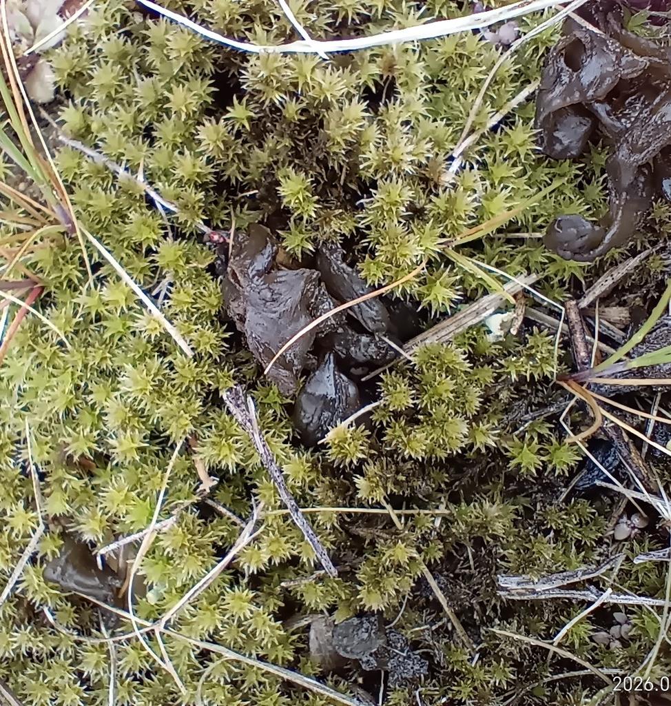 藪出毬 tweet media